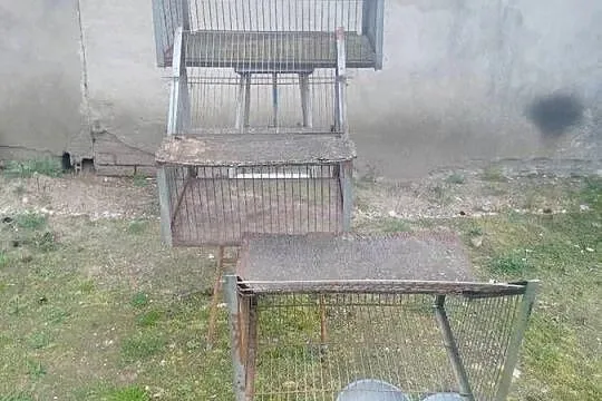 Sprzedam wloty do gołębi, Łódzkie, Tuszyn