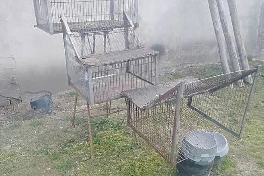 Sprzedam wloty do gołębi, Łódzkie, Tuszyn