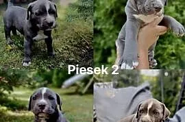 Blue Amstaff American Staffordshire Terrier - szczeniaki z rodowodem.
