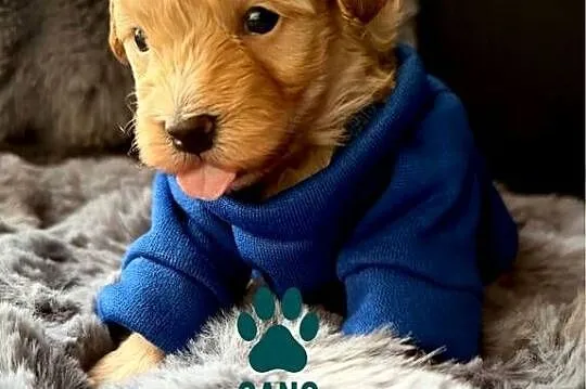 Maltipoo śliczny chłopiec