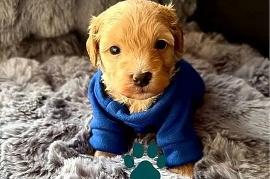 Maltipoo śliczny chłopiec, Małopolskie, Wadowice