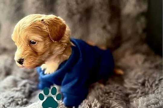 Maltipoo śliczny chłopiec, Małopolskie, Wadowice