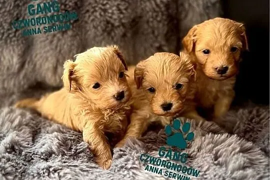 Maltipoo śliczny chłopiec, Małopolskie, Wadowice