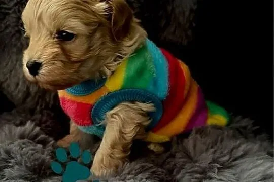 Maltipoo śliczny chłopiec, Małopolskie, Wadowice