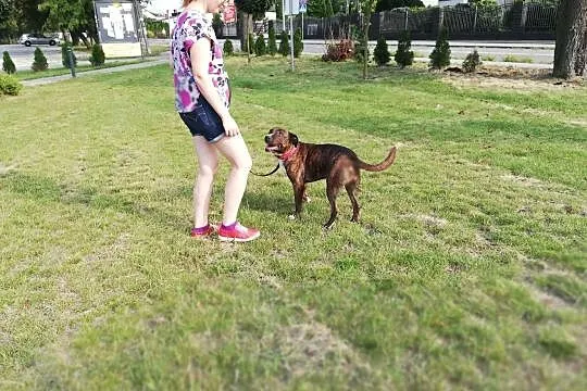 kto da domek radosnej Sawanie?, Mazowieckie, Warszawa
