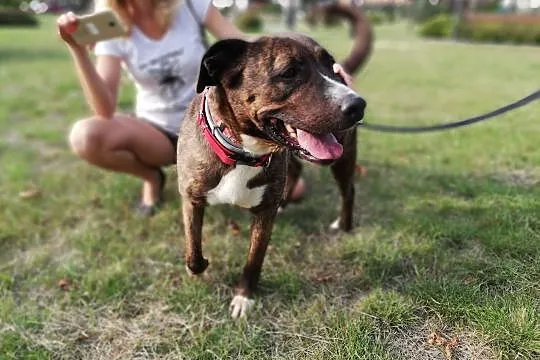 kto da domek radosnej Sawanie?, Mazowieckie, Warszawa