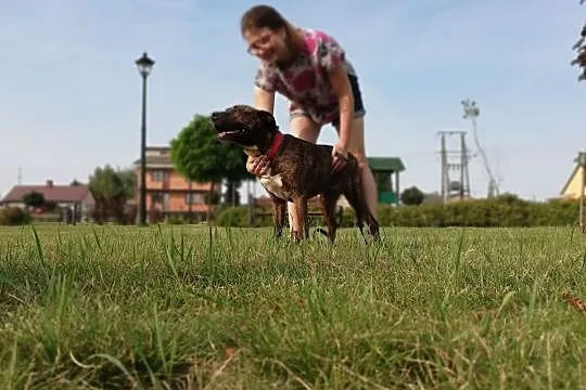kto da domek radosnej Sawanie?, Mazowieckie, Warszawa