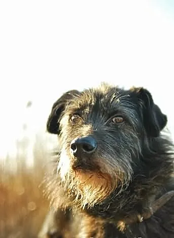 Morsik - piękny psiak w typie sznaucera szuka domu