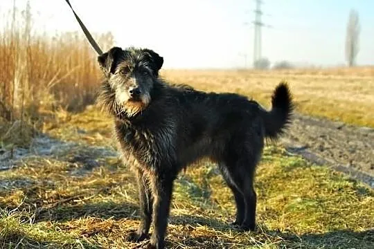 Morsik - piękny psiak w typie sznaucera szuka domu