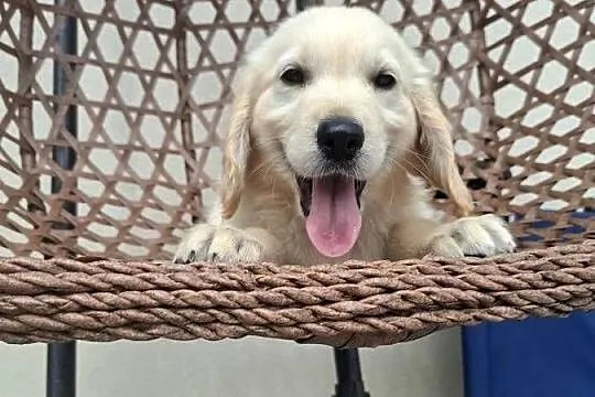 Golden retriever