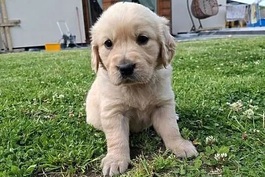 Golden retriever, Pomorskie, Wejherowo