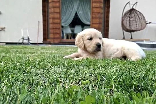 Golden retriever, Pomorskie, Wejherowo