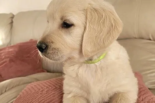 Golden retriever, Pomorskie, Wejherowo