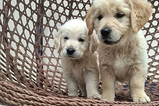Golden retriever, Pomorskie, Wejherowo
