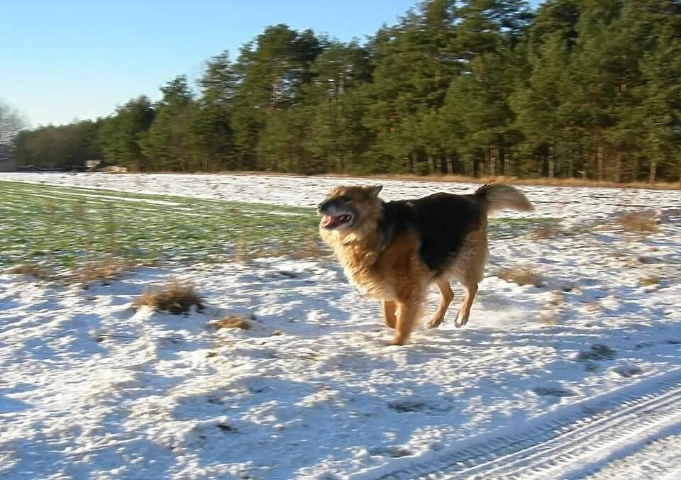 Bieta – wesoła sunia do adopcji!
