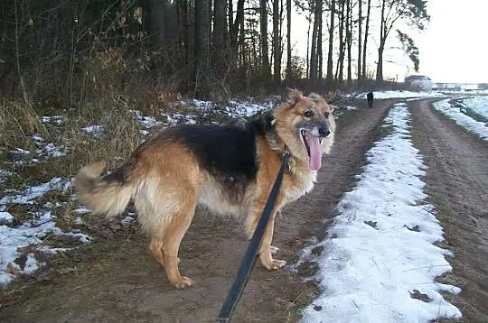 Bieta – wesoła sunia do adopcji!