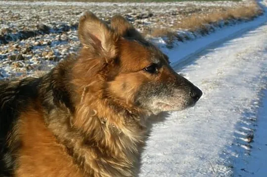 Bieta – wesoła sunia do adopcji!