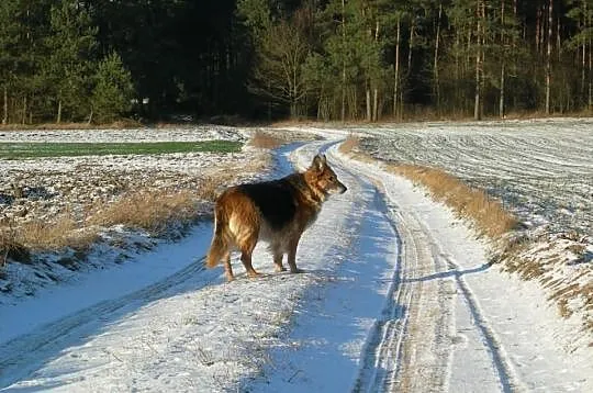 Bieta – wesoła sunia do adopcji!