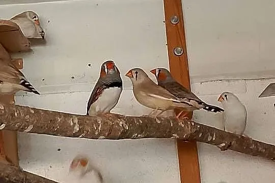 Sprzedam Zeberki