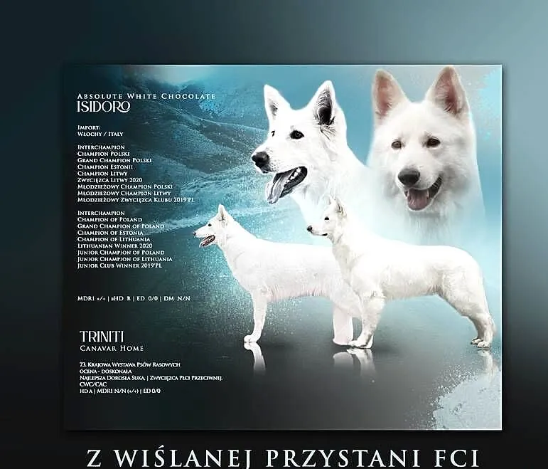 Biały Owczarek Szwajcarski - szczenięta, Małopolskie, Szczucin
