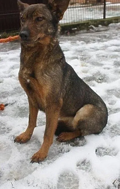 Łagodna suczka do adopcji, Łódzkie, Łask