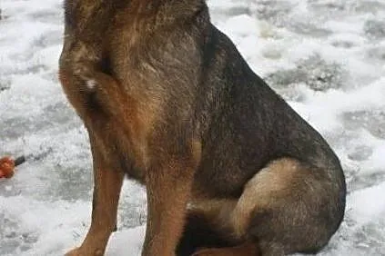 Łagodna suczka do adopcji