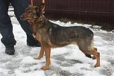 Łagodna suczka do adopcji, Łódzkie, Łask