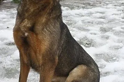 Łagodna suczka do adopcji, Łódzkie, Łask
