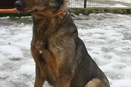 Łagodna suczka do adopcji, Łódzkie, Łask