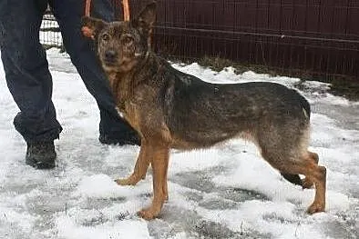 Łagodna suczka do adopcji, Łódzkie, Łask