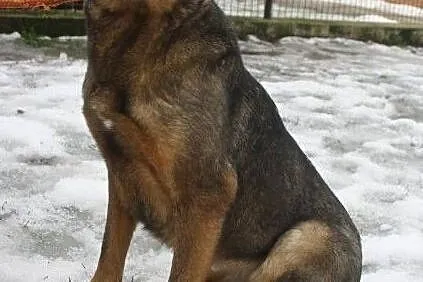 Łagodna suczka do adopcji, Łódzkie, Łask
