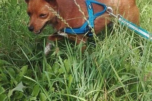 Malutki piesek marzy o kochającym domku na całe życie,  Kundelki cała Polska