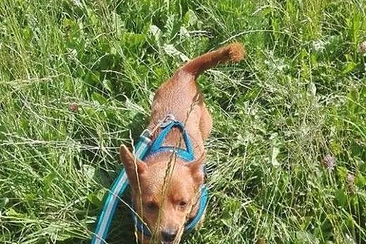 Malutki piesek marzy o kochającym domku na całe ży