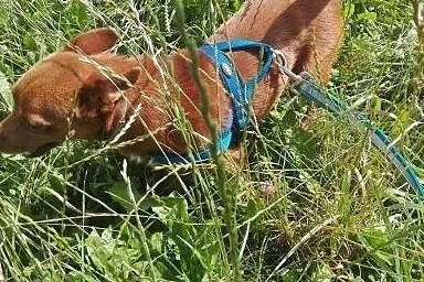 Malutki piesek marzy o kochającym domku na całe ży