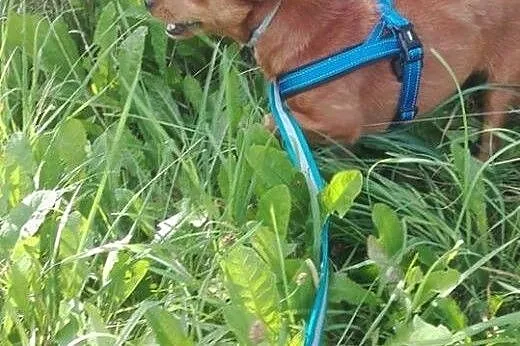 Malutki piesek marzy o kochającym domku na całe ży