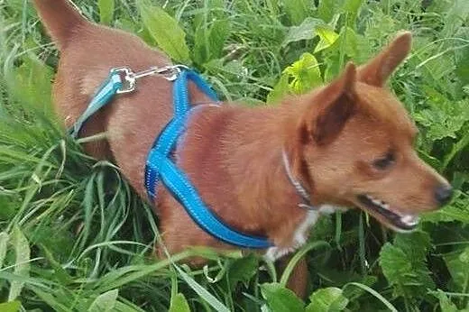 Malutki piesek marzy o kochającym domku na całe ży