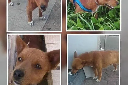 Malutki piesek marzy o kochającym domku na całe ży