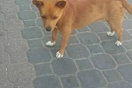 Malutki piesek marzy o kochającym domku na całe ży