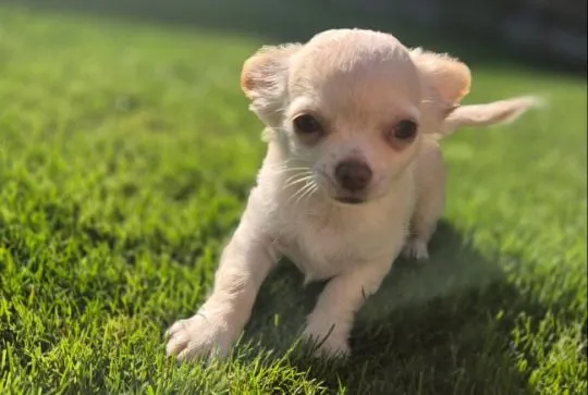 Chihuahua FCI z kameralnej domowej hodowli Z domu Rosa, samiec długowłosy, , Łomianki