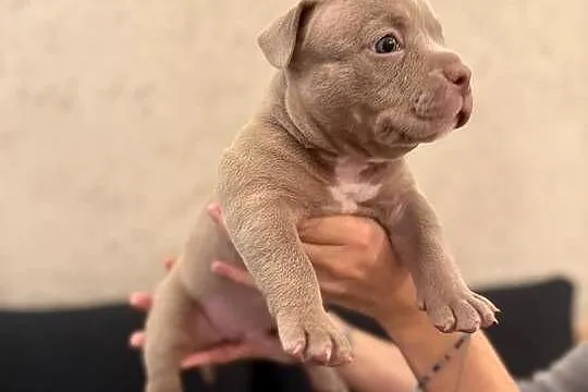 Samiec American Bully Pocket