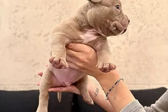 Samiec American Bully Pocket, Kujawsko-pomorskie, Inowrocław