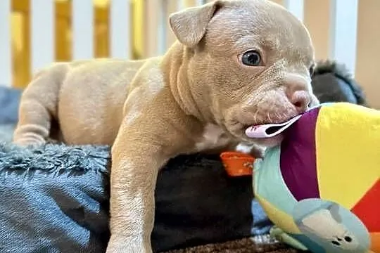 Samiec American Bully Pocket, Kujawsko-pomorskie, Inowrocław