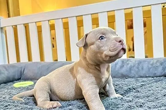 Samiec American Bully Pocket, Kujawsko-pomorskie, Inowrocław