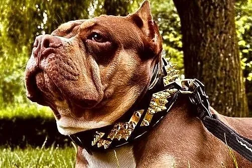 Samiec American Bully Pocket, Kujawsko-pomorskie, Inowrocław