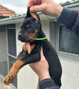 Doberman – piękne, zarejestrowane szczenięta na sprzedaż, Mazowieckie, Warszawa