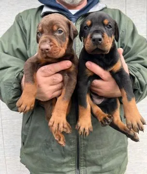 Doberman – piękne, zarejestrowane szczenięta na sprzedaż