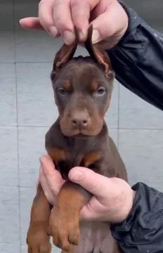 Doberman – piękne, zarejestrowane szczenięta na sprzedaż, Mazowieckie, Warszawa