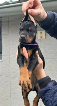 Doberman – piękne, zarejestrowane szczenięta na sprzedaż, Mazowieckie, Warszawa