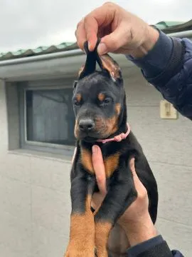 Doberman – piękne, zarejestrowane szczenięta na sprzedaż, Mazowieckie, Warszawa