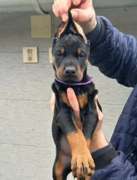 Doberman – piękne, zarejestrowane szczenięta na sprzedaż, Mazowieckie, Warszawa